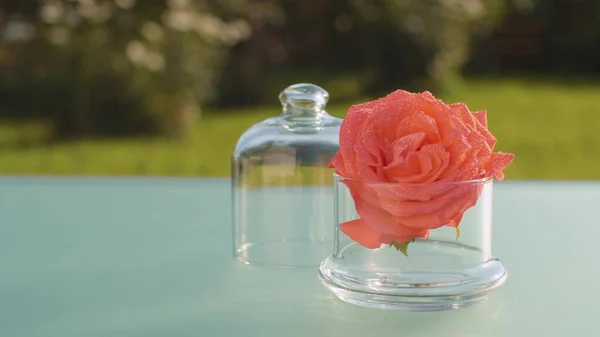 Close Rose Flower Water Drops Glass Table Outdoors Skin Care — Stock Photo, Image