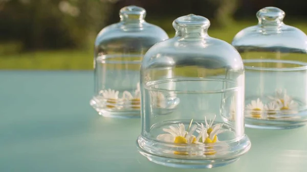 Kamillenblüten Glasgläsern Verschließen Heilkräuter Natürliche Apotheke Und Aromatherapie Konzept Nahaufnahme — Stockfoto