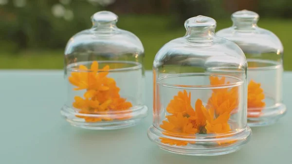 Close Calendula Flowers Glass Jars Table Garden Healing Herbs Plants — Stock Photo, Image