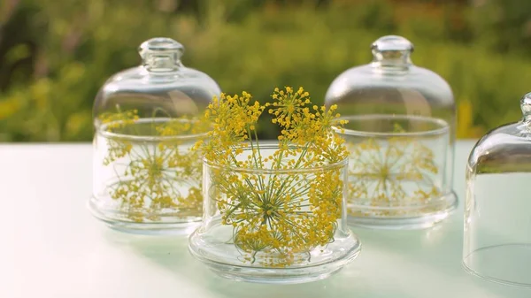 Close Dill Fennel Flowers Glass Jars Table Garden Healing Herbs — Stock Photo, Image