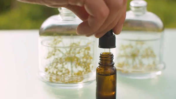 Close Hand Dripping Dill Fennel Essential Oil Inflorescences Glass Jars — Stock Photo, Image