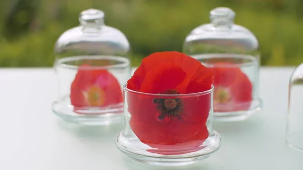 Close Poppy Flowers Glass Jars Table Garden Healing Herbs Plants — Stock Photo, Image