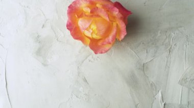 pembe ve sarı gül