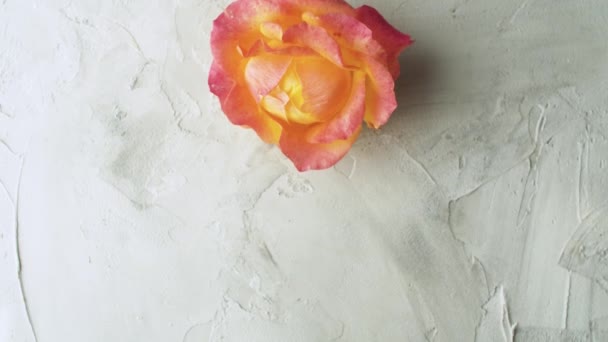 Pink and yellow rose — Stock Video