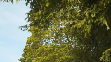 Yapraklı ağaçların dalları gökyüzüne karşı