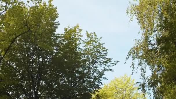 Ramas de árboles foliados contra el cielo — Vídeo de stock