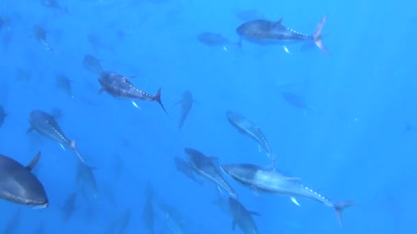 Underwater Big Tuna Fish Passing Many Other Fishes Swimming Background — Stock Video