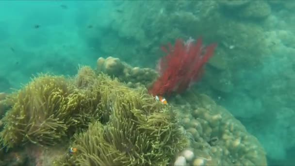 Vídeo Subaquático Anemone Clownfishes Nadando Entre Tentáculos Coral Habitat Tropical — Vídeo de Stock