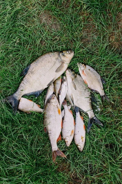 Fishing River Weekend Fun Different Fish Grass Upright Position — Stock Photo, Image