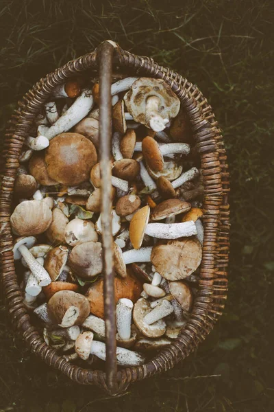Bast Basket Fresh Forest Mushrooms — Stock Photo, Image