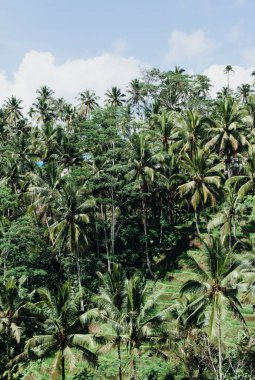 Mavi gökyüzüne karşı tropik hindistan cevizi ağaçlarının dikey fotoğrafı. Arka planda pirinç terasları, Asya 'da vahşi yaşam..