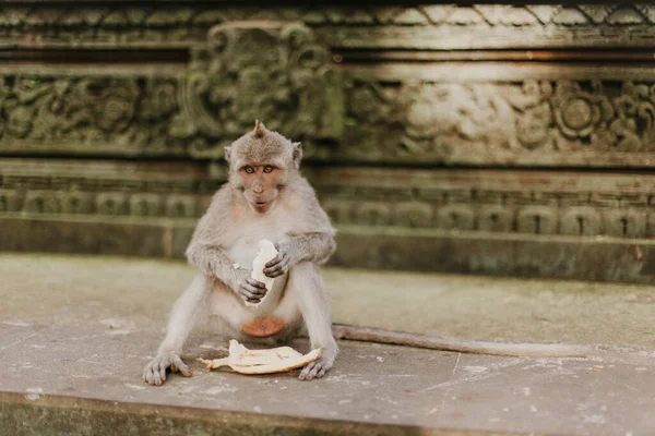 Funny monkey is sitting on the marble floor with a peeled banana in his hands.