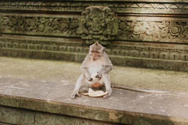 Kleiner Affe Mit Einer Banane Der Hand Schaut Vorsichtig Irgendwohin — Stockfoto