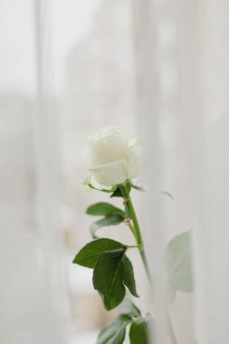 Arka planda yeşil yaprakları olan beyaz yalnız gül. Yumuşak renkler