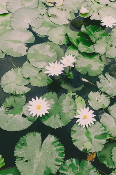 Lírios Flores Brancas Com Folhas Lago Vista Cima — Fotografia de Stock