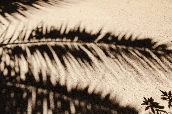Tropikal Desen Palmiye Ağacının Gölgesi Yaz Havası Seyahat Zamanı — Stok fotoğraf