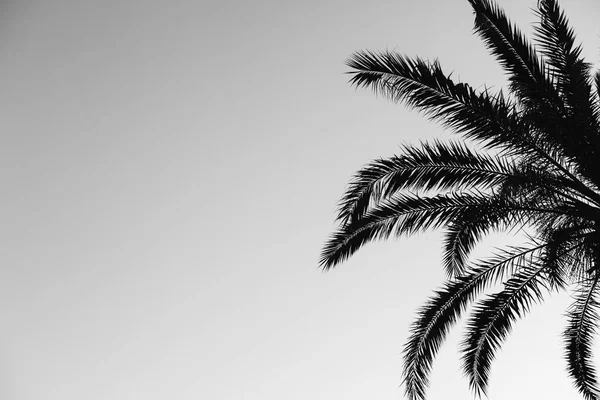 Černobílá Fotka Pravé Straně Jsou Palmové Větve Levé Prázdné Místo — Stock fotografie