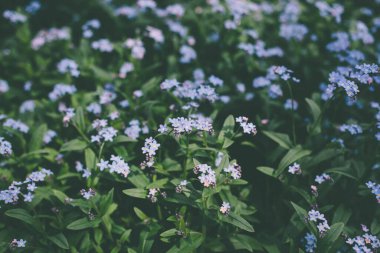 Narin küçük mavi çiçekler ve bir sürü yeşil yaprak. Duvar kağıdı için güzel arkaplan