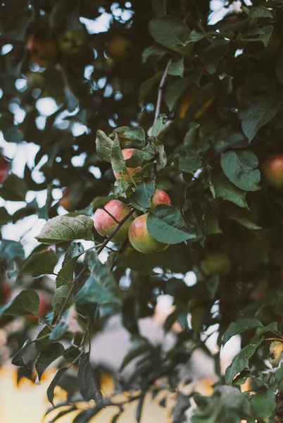 Gałęzie Jabłoni Ciemnozielonymi Liśćmi Czerwonymi Jabłkami Atmosferyczne Zdjęcie Żywo — Zdjęcie stockowe