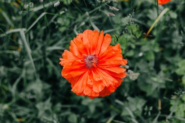 Yeşil otların ve otların arka planında parlak kırmızı haşhaş çiçeği. Yukarıdan makro atış.