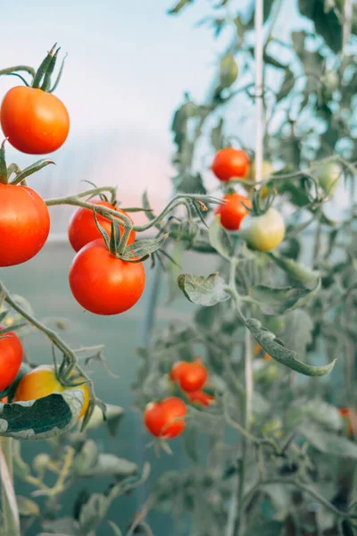 Frutos Vermelhos Tomates Fundo Troncos Verdes Estufa Fazenda — Fotografia de Stock