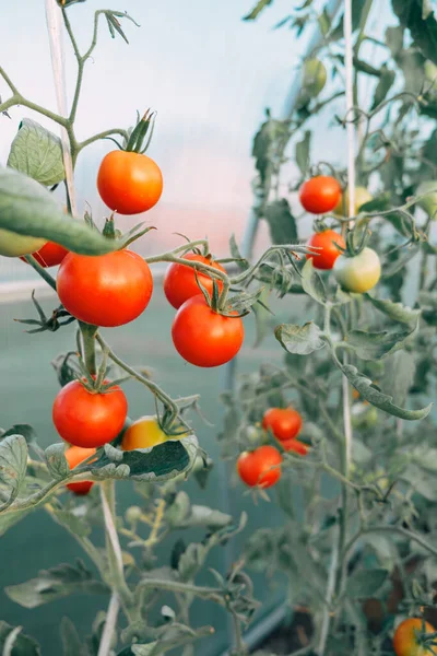 Tomates Vermelhos Verdes Crescem Hastes Estufa Temporada Colheita — Fotografia de Stock