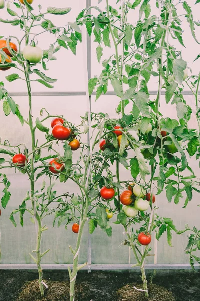 Arbustos Com Tomates Crescem Uma Estufa Agricultura Biológica — Fotografia de Stock
