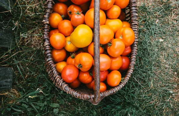 Keranjang Dengan Tomat Matang Latar Belakang Rumput Peternakan Rustic Dengan — Stok Foto