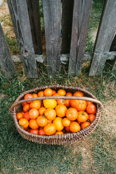 Paisagem Rural Cesta Vime Com Tomates Vermelhos Laranja Fica Lado — Fotografia de Stock