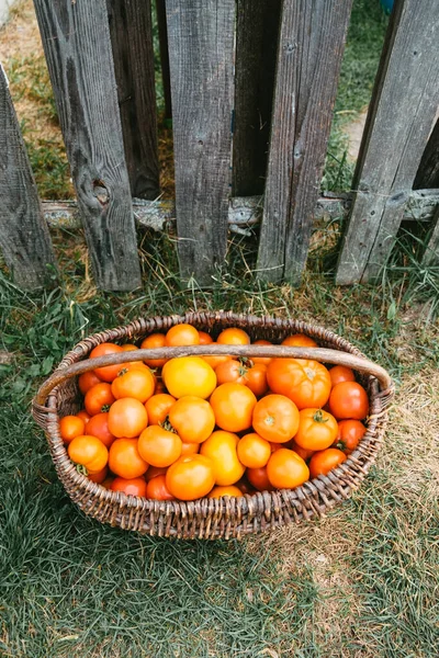 Paisagem Rural Cesta Vime Com Tomates Vermelhos Laranja Fica Lado — Fotografia de Stock