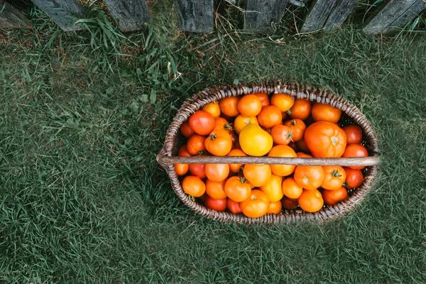 Cesta Com Tomates Maduros Grama Verde Lado Cerca Madeira Colheita — Fotografia de Stock