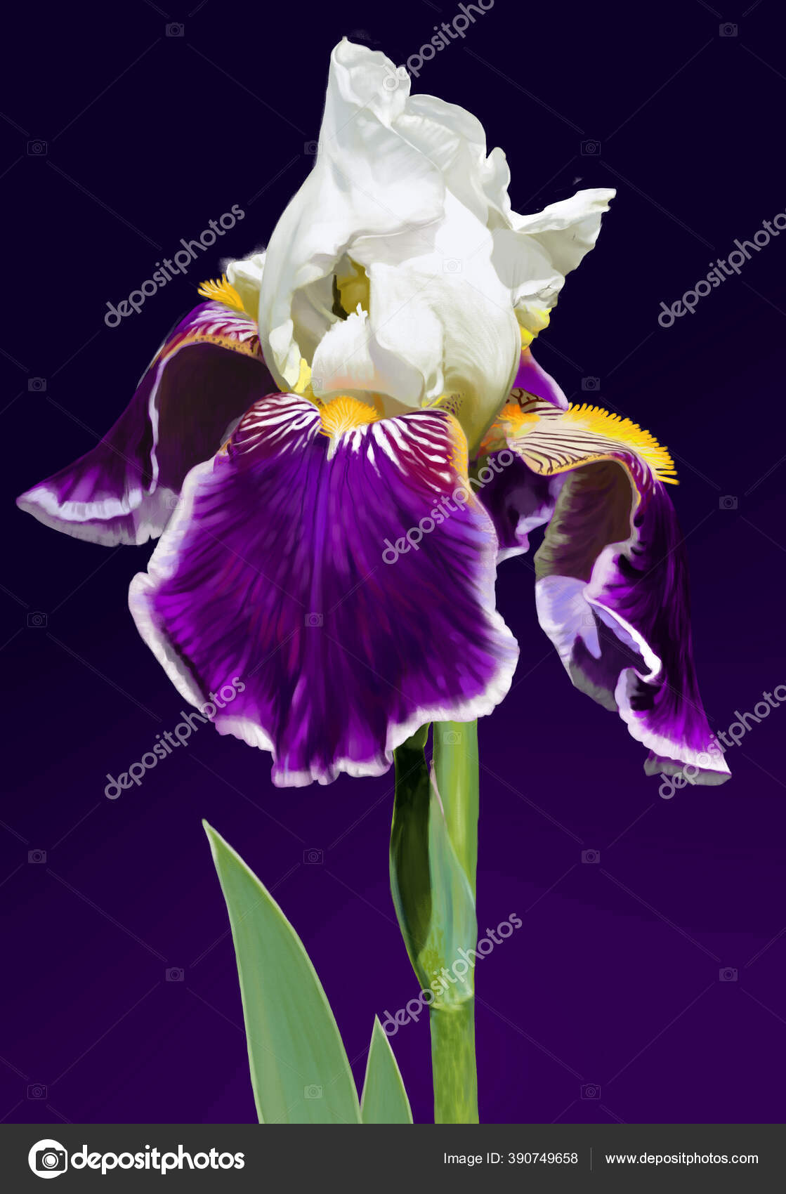 Iris Flower White Purple Color Flowering Stage Luxurious Velvety Texture Stock Photo C Annaovsiukhno Iris Flower White Purple Color Flowering Stage Luxurious Velvety Texture Stock Photo C Annaovsiukhno