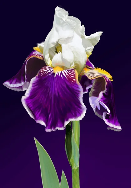Flor Iris Color Blanco Púrpura Etapa Floración Lujosa Textura Aterciopelada — Foto de Stock