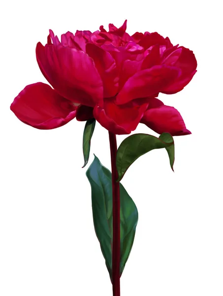 Ilustración Digital Una Flor Peonía Roja Trabajo Realiza Una Manera — Foto de Stock