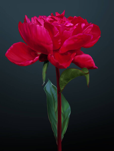 Digital illustration of a red peony flower. The work is done in a realistic manner.