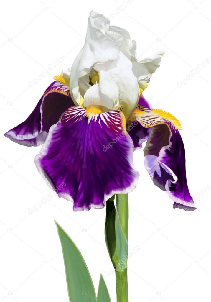 Iris flower, white-purple color in the flowering stage. Luxurious velvety texture of the lower petals, and almost transparent, delicate white petals at the top. Digital illustration