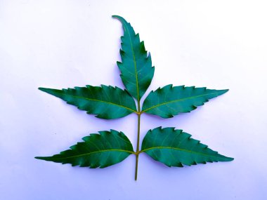 Beyaz arkaplanda Neem yaprağı kağıdı