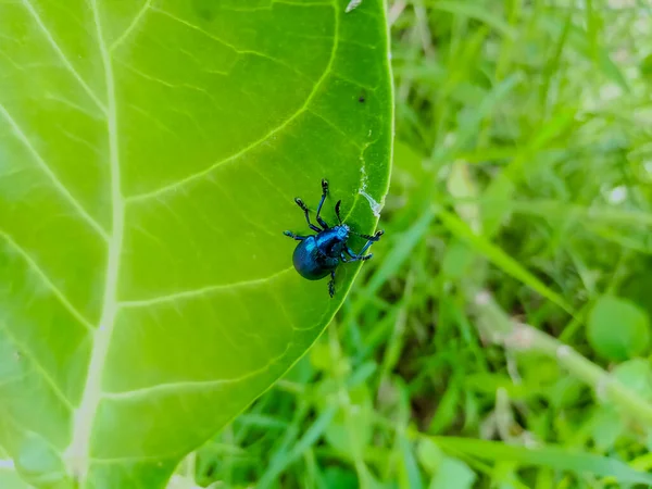 Inseto Sentado Uma Folha Verde Floresta — Fotografia de Stock