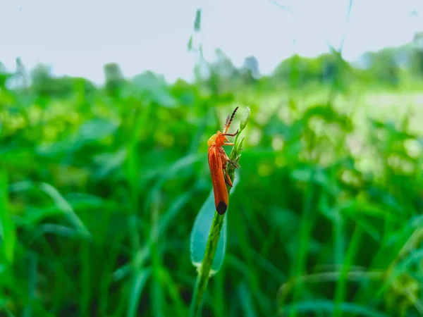 Insecte Assis Sur Une Herbe Verte Dans Agriculture Dans Village — Photo