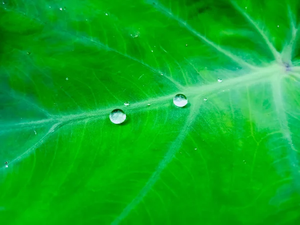 Water Drops Green Leaf Farming — Stock Photo, Image