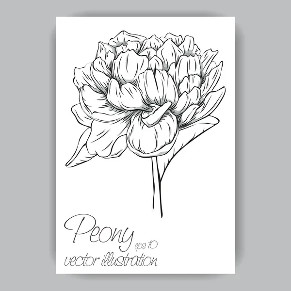 Peony çiçek çizilmiş el ile siyah beyaz çizgilerle