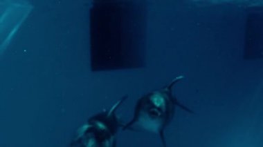 Su altı çekimi, yunuslar, hayvanlar, su, yüzme