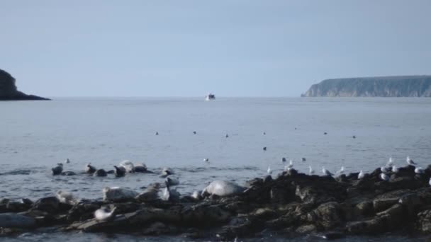 Rivage, plage, mer, vagues, pierres, phoques, oiseaux, Kamchatka — Video