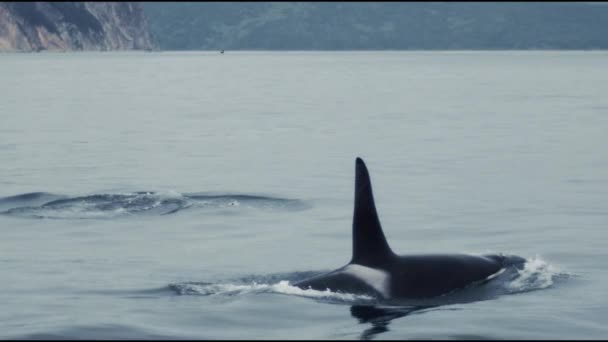 Katil balinalar, su, deniz, dalgalar, Kamçatka — Stok video