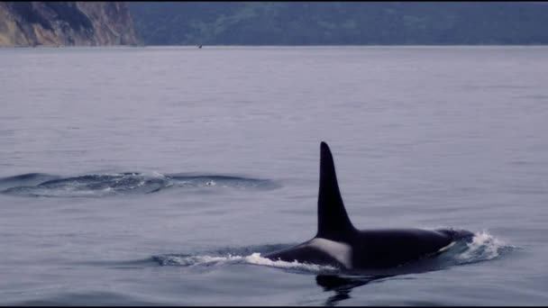 Killer whales, water, waves, sea, animals, Kamchatka — Stock Video