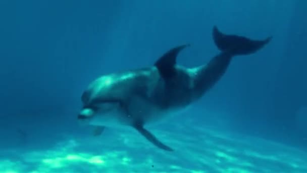 Подводный кадр, дельфин, животные, вода — стоковое видео