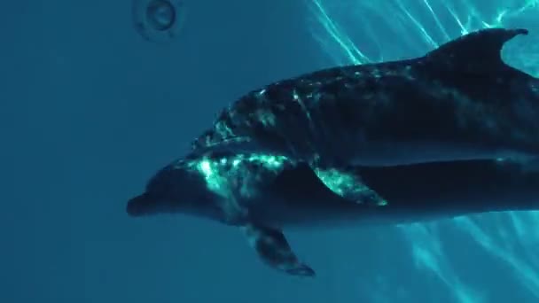 Tiro subacuático, delfines, animales, agua, nadar, piscina — Vídeo de stock