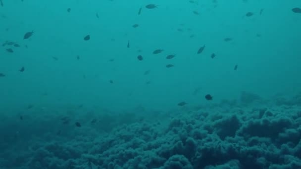Podvodní rám, ryby, útes, řasy, moře, voda, podvodní život — Stock video