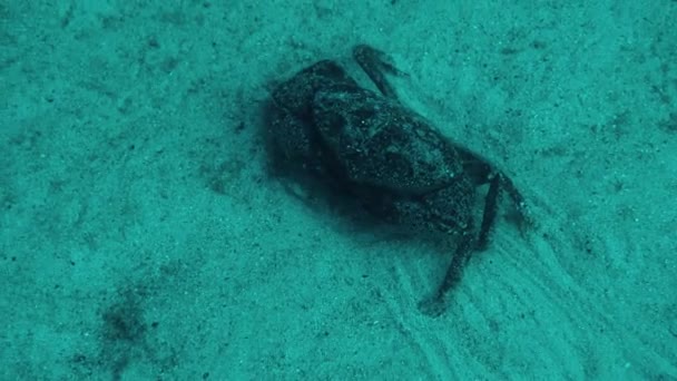 Подводная рама, краб, риф, песок, дно, море, вода, подводная жизнь — стоковое видео