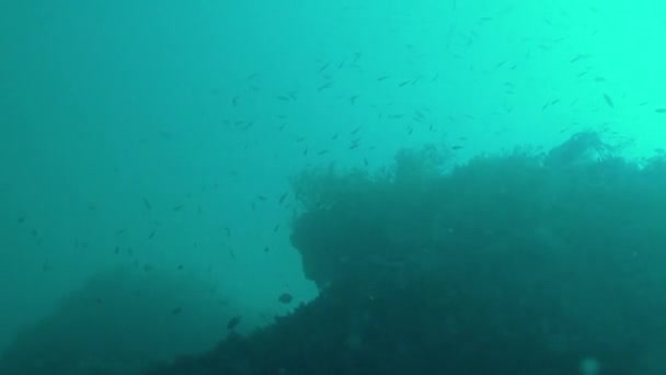 Marco submarino, peces, arrecife, algas, mar — Vídeo de stock